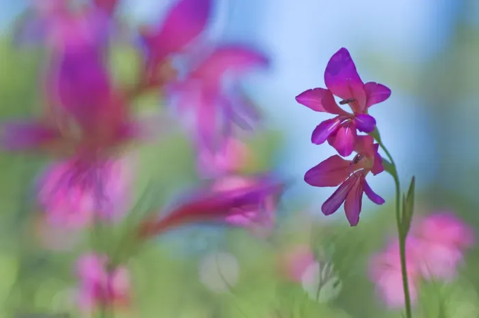 Framed Print : Wild gladiolus (Gladiolus illyricus) flowers, Menorca, Balearic Islands, Spain, Europe