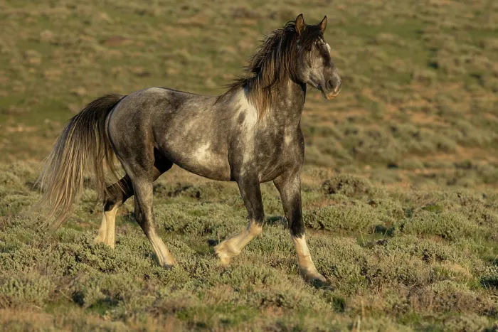 Framed Print : A wild grey pinto stallion trotting over grassland, Green Mountain, Wyoming, USA. May Framed Print : A wild grey pinto stallion trotting over grassland, Green Mountain, Wyoming, USA. May