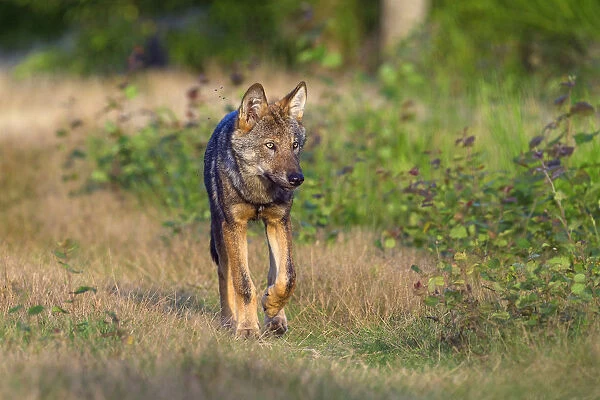 Wild Grey wolf (Canis lupus) walking, Saxony-Anhalt, Germany