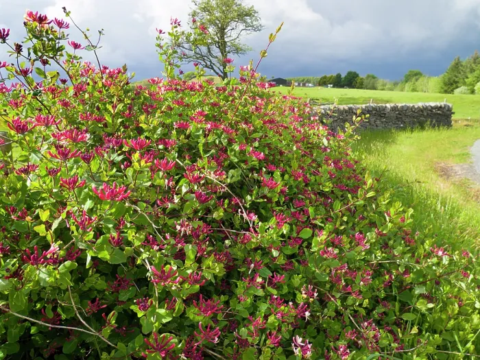 Framed Print : Wild honeysuckle (Lonicera periclymenum) in flower, south-east Scotland, UK. May