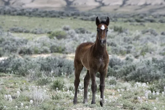 Framed Print : Wild horse {Equus caballus} colt, Adobe Town, Wyoming, USA Framed Print : Wild horse {Equus caballus} colt, Adobe Town, Wyoming, USA