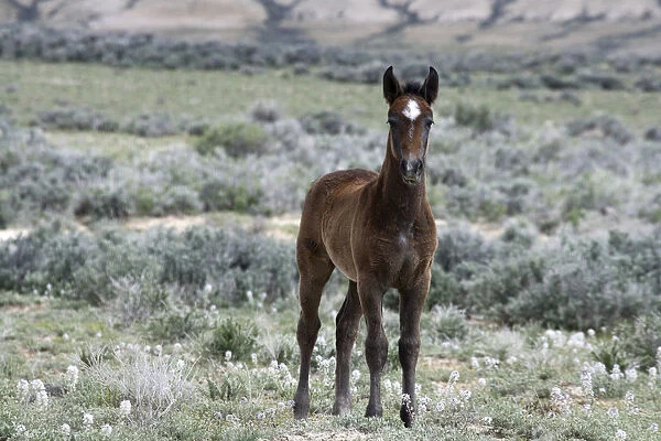 Wild horse {Equus caballus} colt, Adobe Town, Wyoming, USA