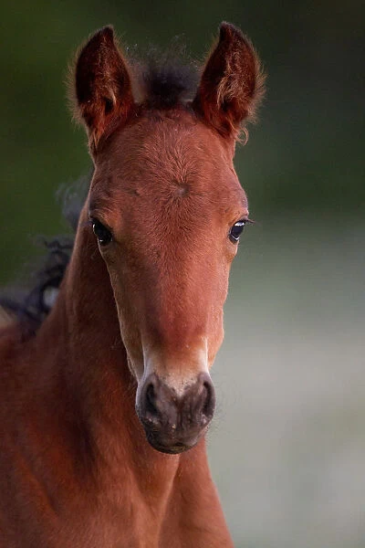 Wild horse  /  Mustang, foal, portrait, Pryor mountains, Montana, USA