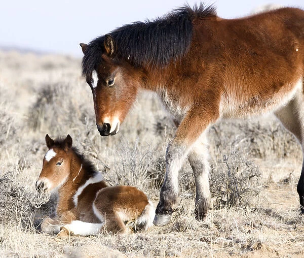 Wild Horses  /  Mustangs, pinto foal and pinto yearling in winter, McCullough Peaks Herd Area