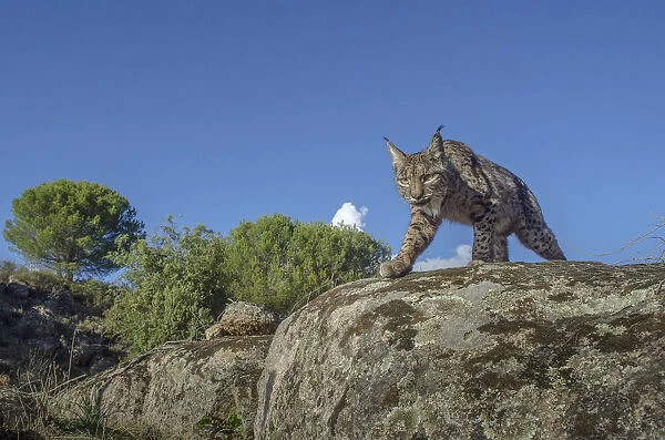 Wild Iberian lynx (Lynx pardinus) photographed with camera trap. Andalusia, Spain