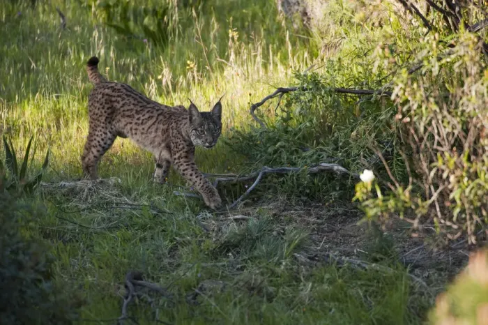 Framed Print : Wild Iberian lynx (Lynx pardinus) female, one year walking, Sierra de Andjar Natural Park Framed Print : Wild Iberian lynx (Lynx pardinus) female, one year walking, Sierra de Andjar Natural Park