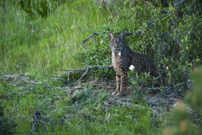 Framed Print : Wild Iberian lynx (Lynx pardinus) female emerging from undergrowth, Sierra de Andjar Natural Park Framed Print : Wild Iberian lynx (Lynx pardinus) female emerging from undergrowth, Sierra de Andjar Natural Park