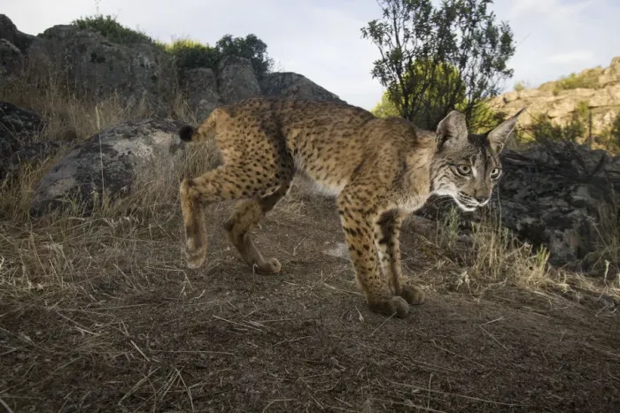 Framed Print : Wild Iberian lynx (Lynx pardinus) male, Sierra de Andjar Natural Park, Mediterranean Framed Print : Wild Iberian lynx (Lynx pardinus) male, Sierra de Andjar Natural Park, Mediterranean