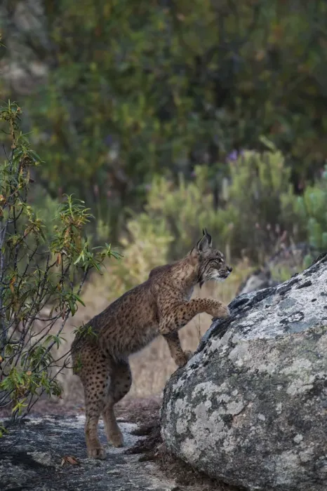Framed Print : Wild Iberian lynx (Lynx pardinus) male, one year, climbing onto rock, Sierra de Andjar Natural Park Framed Print : Wild Iberian lynx (Lynx pardinus) male, one year, climbing onto rock, Sierra de Andjar Natural Park