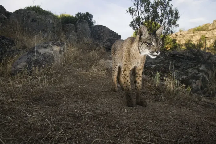 Framed Print : Wild Iberian lynx (Lynx pardinus) male, Sierra de Andjar Natural Park, Mediterranean