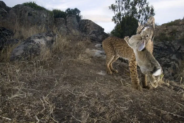 Framed Print : Wild Iberian lynx (Lynx pardinus) male carrying rabbit prey, Sierra de Andjar Natural Park Framed Print : Wild Iberian lynx (Lynx pardinus) male carrying rabbit prey, Sierra de Andjar Natural Park