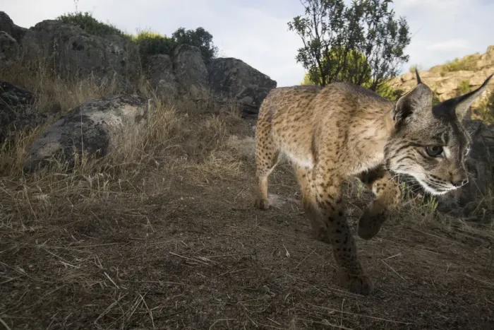 Framed Print : Wild Iberian lynx (Lynx pardinus) male walking, Sierra de Andjar Natural Park, Mediterranean Framed Print : Wild Iberian lynx (Lynx pardinus) male walking, Sierra de Andjar Natural Park, Mediterranean