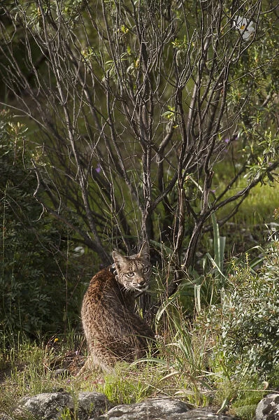 Wild Iberian lynx (Lynx pardinus) male, one year, with GPS tracking collar, sitting