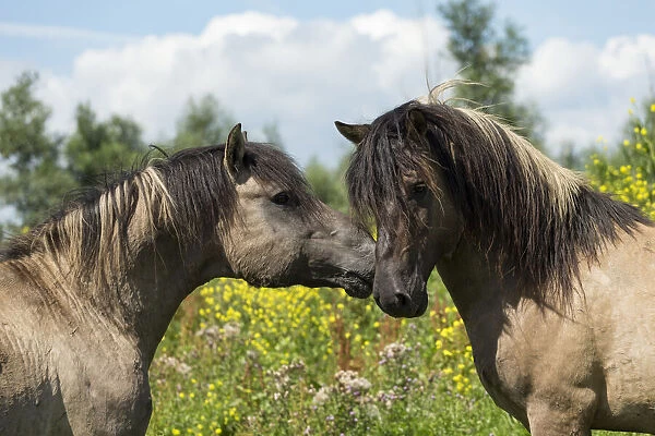 Two wild Konik horse stallions greeting one another, Oostvaardersplassen Nature Reserve