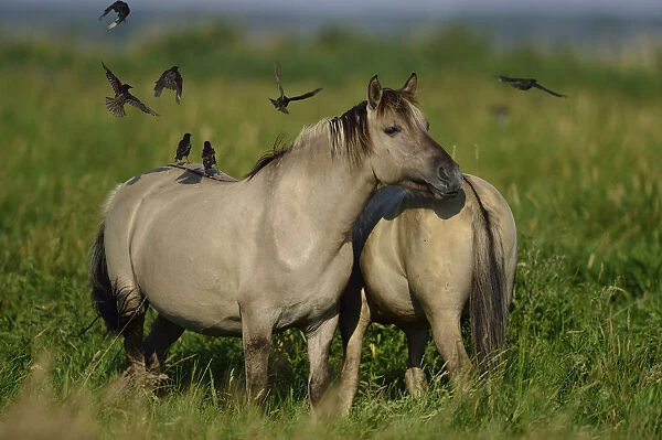 Wild Konik horses with Starlings (Sturnus vulgaris) Odry delta reserve, Stepnica