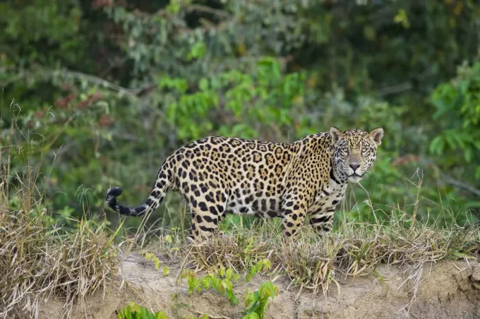 Framed Print : Wild male Jaguar (Panthera onca palustris) walking along the bank of the Cuiaba River Framed Print : Wild male Jaguar (Panthera onca palustris) walking along the bank of the Cuiaba River