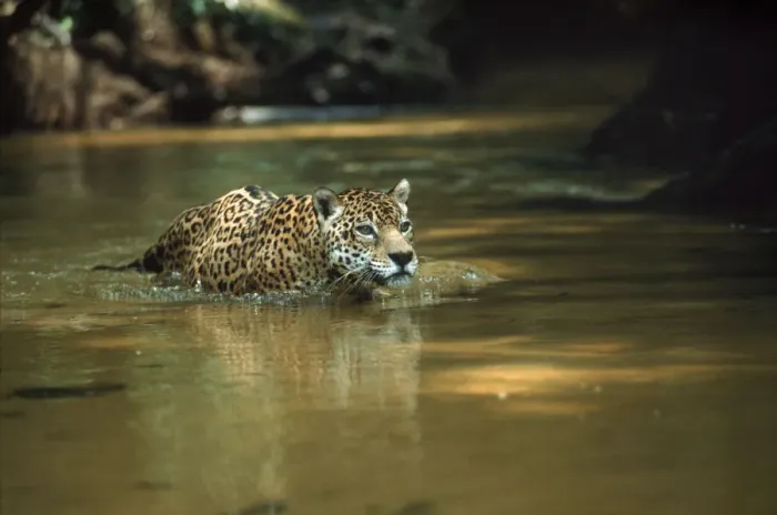 Framed Print : Wild male Jaguar in stream, Amazon Basin, Brazil S. America Framed Print : Wild male Jaguar in stream, Amazon Basin, Brazil S. America