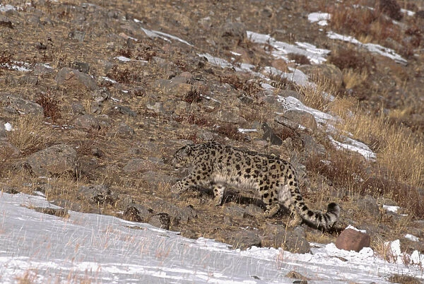 Wild male Snow Leopard (Panthera uncia) walking through barren terrain with snow covered patches