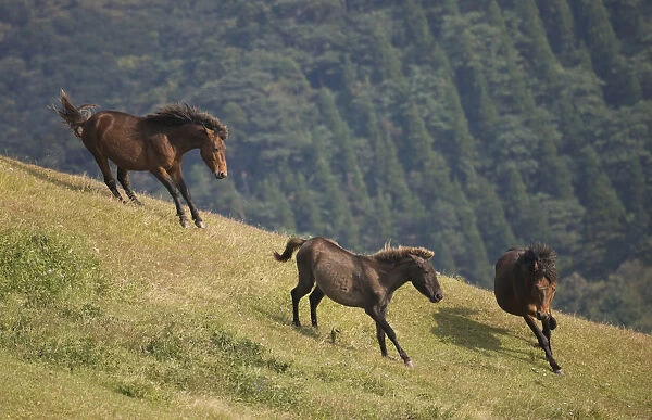 A wild Misaki-uma breeding stallion (right) brings back one of his mares to his band