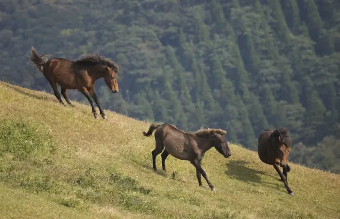 Framed Print : A wild Misaki-uma breeding stallion (right) brings back one of his mares to his band Framed Print : A wild Misaki-uma breeding stallion (right) brings back one of his mares to his band