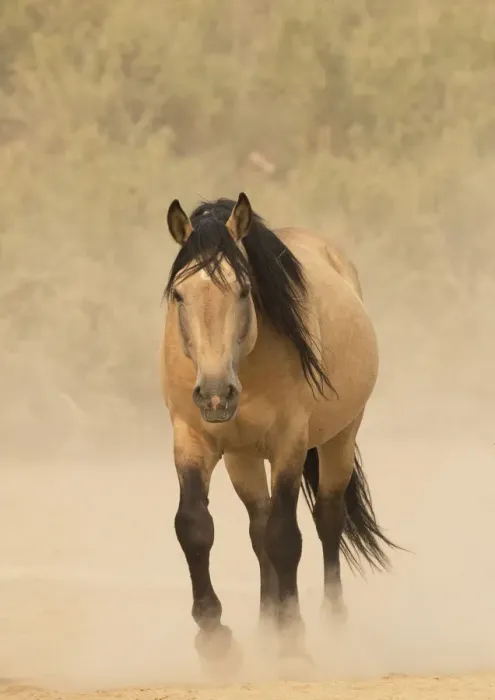 Framed Print : Wild Mustang, dun horse in dust, Sand Wash Basin Herd Area, Colorado, USA