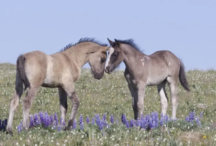 Framed Print : Wild Mustang foals among wild flowers, Pryor Mountains, Montana, USA Framed Print : Wild Mustang foals among wild flowers, Pryor Mountains, Montana, USA