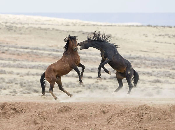 Wild Mustang horses fighting McCullough Peaks Herd Area, Wyoming, USA