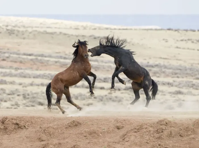 Framed Print : Wild Mustang horses fighting McCullough Peaks Herd Area, Wyoming, USA Framed Print : Wild Mustang horses fighting McCullough Peaks Herd Area, Wyoming, USA