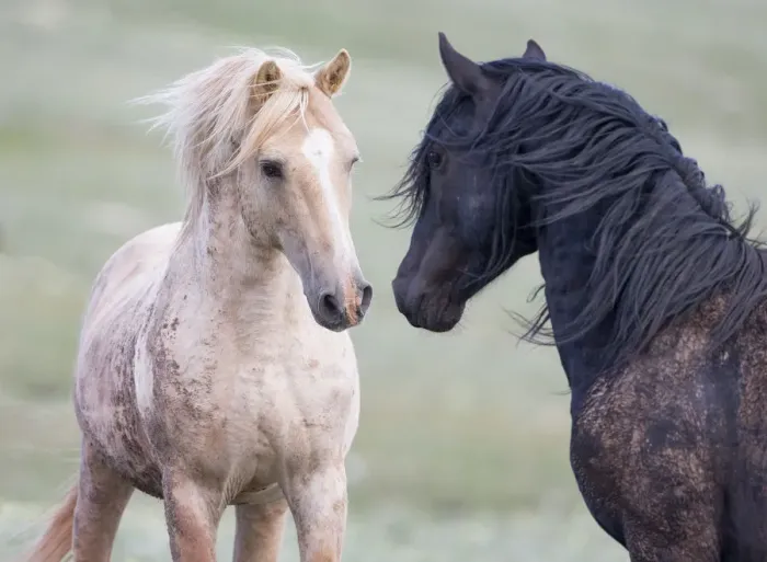 Framed Print : Wild Mustang horses interacting, Pryor mountains, Montana, USA. June Framed Print : Wild Mustang horses interacting, Pryor mountains, Montana, USA. June