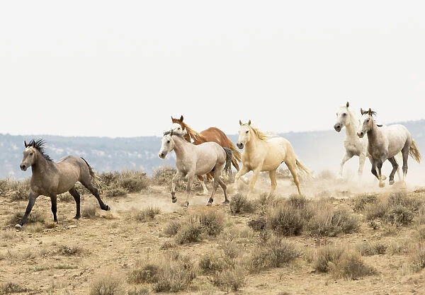 Wild Mustang horses running, Sand Wash Basin Herd Area, Colorado, USA