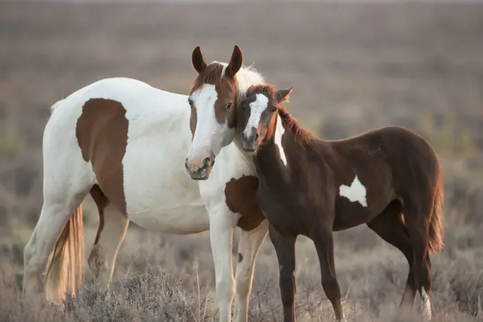 Framed Print : Wild Mustang pinto foal nuzzling up to mother, Sand Wash Basin Herd Area, Colorado, USA Framed Print : Wild Mustang pinto foal nuzzling up to mother, Sand Wash Basin Herd Area, Colorado, USA