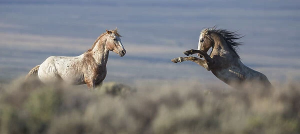 Two wild Mustang stallions fighting in White Mountain Herd Area, Wyoming, USA. August