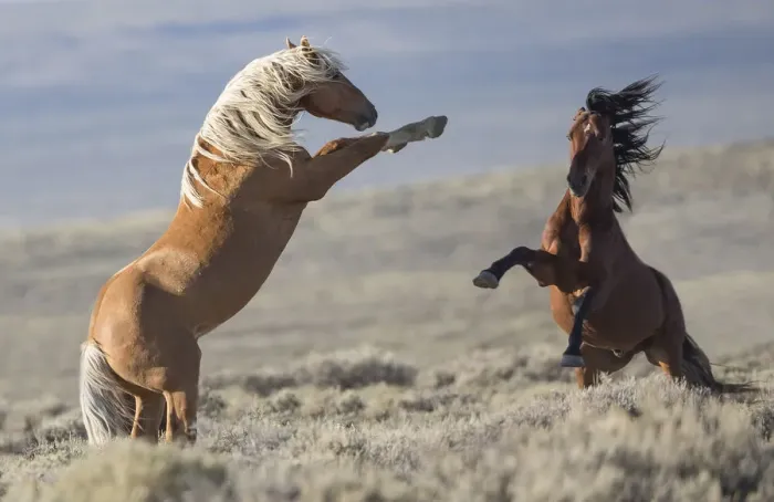 Framed Print : Two wild Mustang stallions fighting in the White Mountain Herd Area, Wyoming, USA. August Framed Print : Two wild Mustang stallions fighting in the White Mountain Herd Area, Wyoming, USA. August