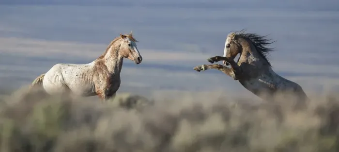 Framed Print : Two wild Mustang stallions fighting in White Mountain Herd Area, Wyoming, USA. August Framed Print : Two wild Mustang stallions fighting in White Mountain Herd Area, Wyoming, USA. August