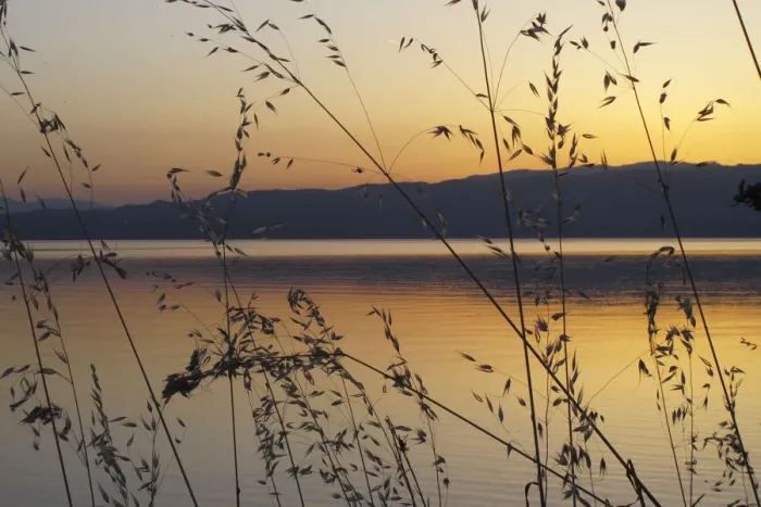 Framed Print : Wild oat grass (Avena fatua) silhouetted against the sun setting over Lake Ohrid Framed Print : Wild oat grass (Avena fatua) silhouetted against the sun setting over Lake Ohrid