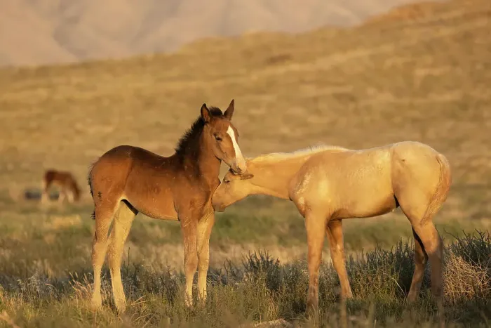 Framed Print : Two wild Onaqui colts (Equus ferus) greeting one another. Onaqui Mountain Herd Management Area, Utah, USA. September Framed Print : Two wild Onaqui colts (Equus ferus) greeting one another. Onaqui Mountain Herd Management Area, Utah, USA. September