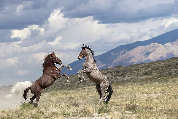 Two wild Onaqui stallions (Equus ferus) fighting for dominance. Onaqui Mountain Herd Management Area, Utah, USA. September