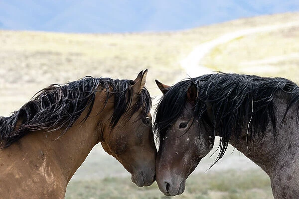 Two wild Onaqui stallions (Equus ferus) greeting one another. Onaqui Mountain Herd Management Area, Utah, USA. September