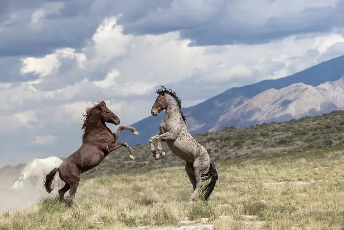 Framed Print : Two wild Onaqui stallions (Equus ferus) fighting for dominance. Onaqui Mountain Herd Management Area, Utah, USA. September Framed Print : Two wild Onaqui stallions (Equus ferus) fighting for dominance. Onaqui Mountain Herd Management Area, Utah, USA. September