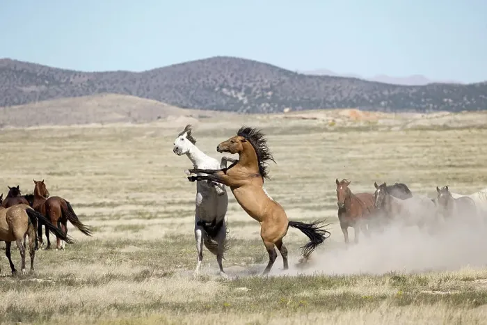 Framed Print : Two wild Onaqui stallions (Equus ferus) fighting for dominance in between their respective herd. Onaqui Mountain Herd Management Area, Utah, USA. September Framed Print : Two wild Onaqui stallions (Equus ferus) fighting for dominance in between their respective herd. Onaqui Mountain Herd Management Area, Utah, USA. September