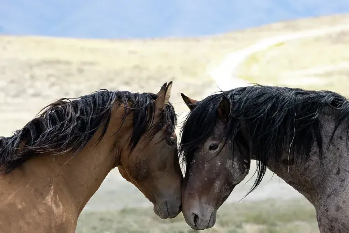 Framed Print : Two wild Onaqui stallions (Equus ferus) greeting one another. Onaqui Mountain Herd Management Area, Utah, USA. September Framed Print : Two wild Onaqui stallions (Equus ferus) greeting one another. Onaqui Mountain Herd Management Area, Utah, USA. September