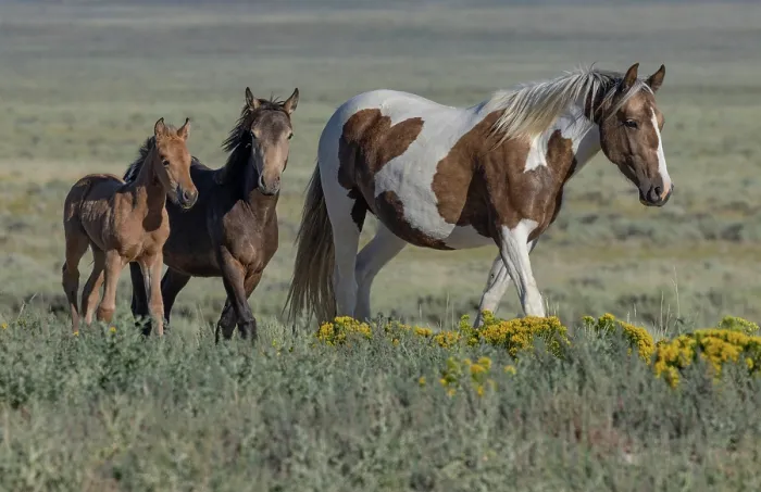 Framed Print : A wild pinto mare with her blanket appaloosa yearling and buckskin filly, walking over grassland, Lost Creek, Wyoming, USA. August Framed Print : A wild pinto mare with her blanket appaloosa yearling and buckskin filly, walking over grassland, Lost Creek, Wyoming, USA. August