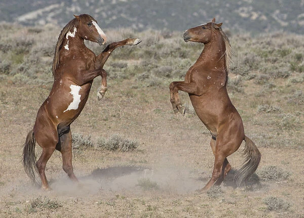 Two wild pinto Mustang stallions battle for dominance in Sand Wash Basin, Colorado, USA