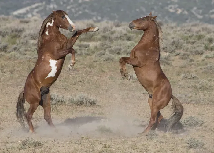 Framed Print : Two wild pinto Mustang stallions battle for dominance in Sand Wash Basin, Colorado, USA Framed Print : Two wild pinto Mustang stallions battle for dominance in Sand Wash Basin, Colorado, USA