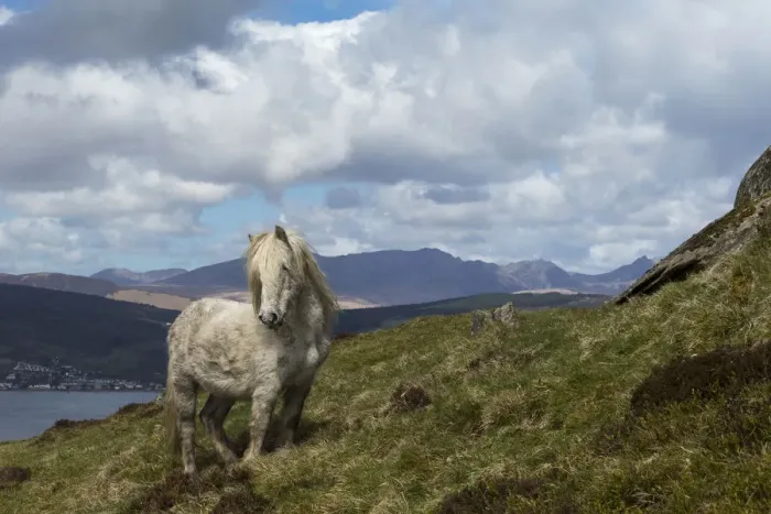 Framed Print : Wild rare Eriskay horse, stallion, standing alert on Holy Isle, Scotland, UK Framed Print : Wild rare Eriskay horse, stallion, standing alert on Holy Isle, Scotland, UK