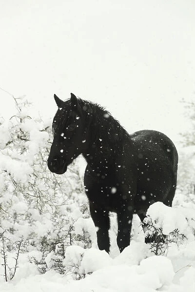 Wild rare Losino stallion standing in snow, Losa Valley, Burgos, Spain. January 2014