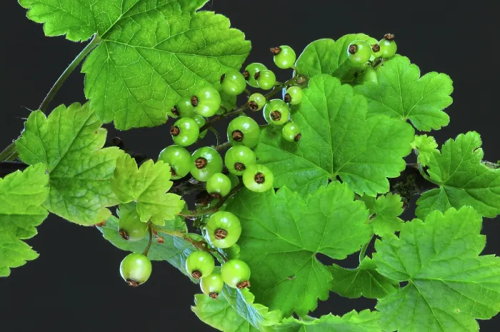 Framed Print : Wild Red currant (Ribes rubrum) unripe fruits and leaves, Dorset, England, UK. May. Studio shot Framed Print : Wild Red currant (Ribes rubrum) unripe fruits and leaves, Dorset, England, UK. May. Studio shot