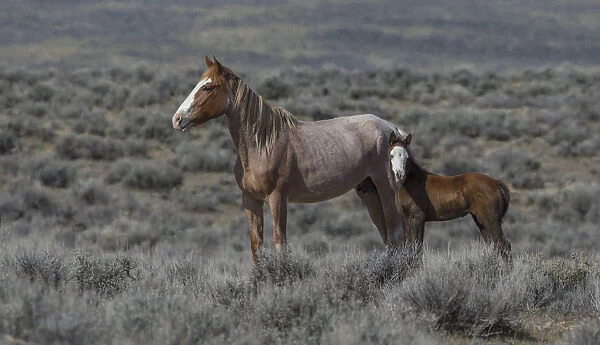 Wild red roan / pinto Mustang mare with bald faced foal in