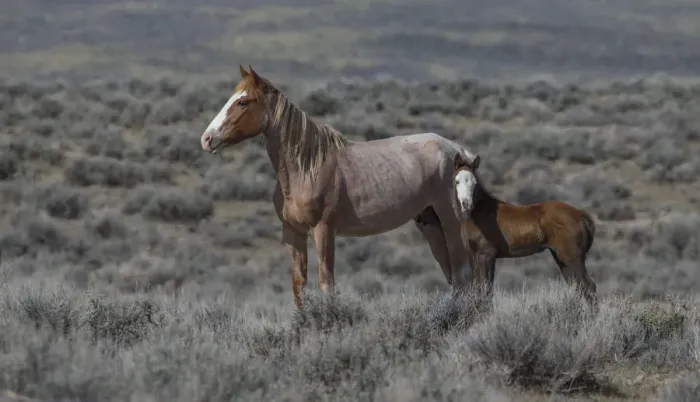 Framed Print : Wild red roan / pinto Mustang mare with bald faced foal in Adobe Town Herd Area, Wyoming, USA Framed Print : Wild red roan / pinto Mustang mare with bald faced foal in Adobe Town Herd Area, Wyoming, USA