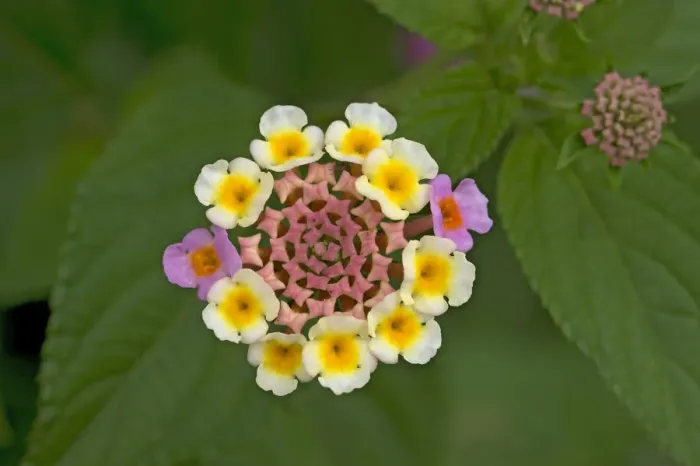 Framed Print : Wild sage (Lantana camara), flowers turn pink following pollination. Native to tropical America Framed Print : Wild sage (Lantana camara), flowers turn pink following pollination. Native to tropical America